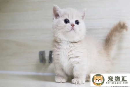 深入了解曼基康猫性格，避免饲养误区！