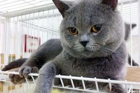 看脸型、看眼睛！英短蓝猫品相全解析