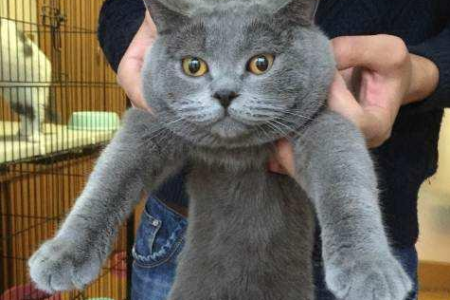 买英短蓝猫防上当！教你轻松分辨纯种蓝猫的方法