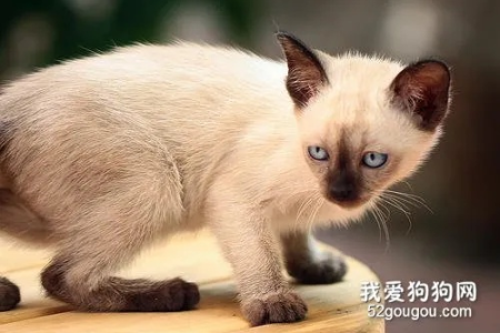 暹罗猫如何看品相？选购纯种暹罗猫的技巧