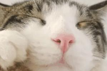 猫咪对你示好有哪些表现？学会解读猫咪的肢体语言
