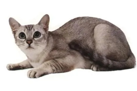 波米拉猫的性格：友善活泼还是独立高冷？