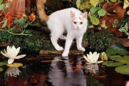土耳其梵猫特点是什么？超详细解读梵猫独特之处