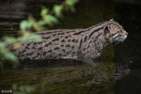 土耳其梵猫特征大揭秘：从外貌到性格，带你认识这种神奇猫咪！