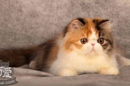 异国短毛猫品相好坏怎么看？从体型到毛发全解析