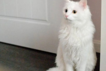 山东狮子猫长什么样？深度揭秘独特特征！