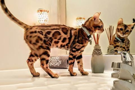 孟加拉豹猫的特点是什么？超强运动能力和独特豹纹了解一下