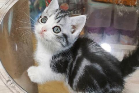 如何鉴别美短银虎斑猫的优良品相？一看就会！