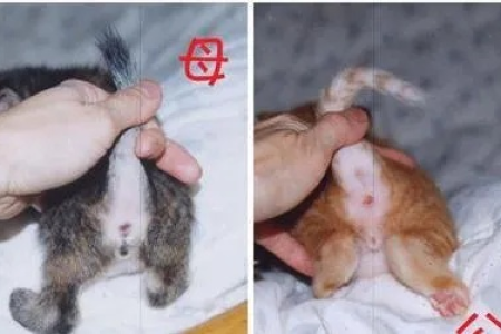 小猫公母怎么区分？新手也能轻松学会的技巧