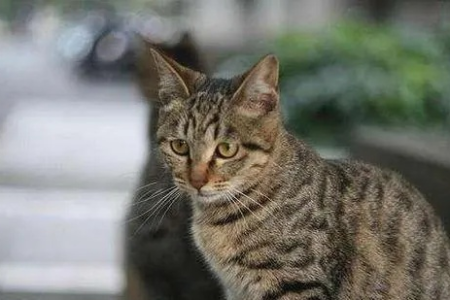养中国狸花猫之前，先了解它的性格特点！