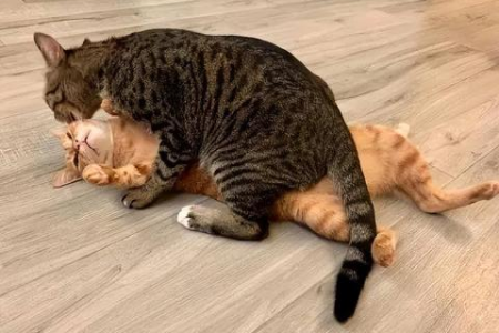想养中国狸花猫？先了解它的独特之处和饲养要点！