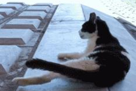 猫的性格和特点是什么？全面解析猫咪的个性