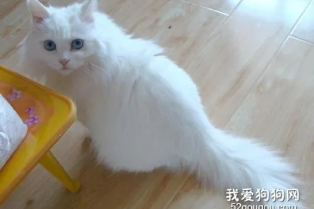 安哥拉猫和狮子猫傻傻分不清楚？这篇告诉你答案！