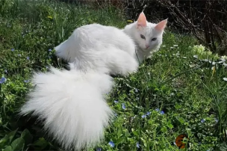 如何快速辨别纯种安哥拉猫？看这里教你几招！
