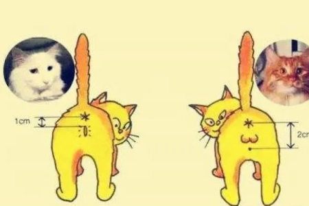 公猫和母猫哪个好？性格、体型、绝育费用大不同！