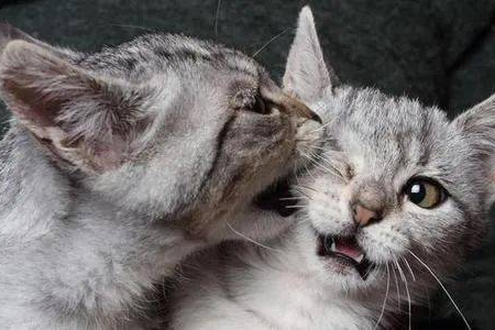 猫咪的真实性格：深度解析猫的天性与行为