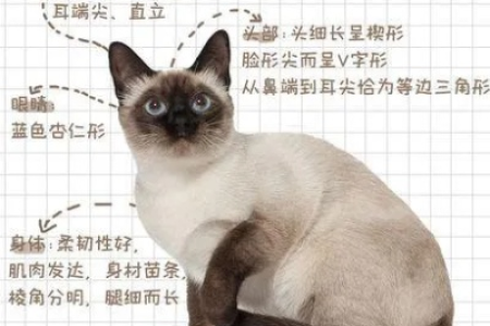 如何鉴别纯种暹罗猫？外形特征全解析