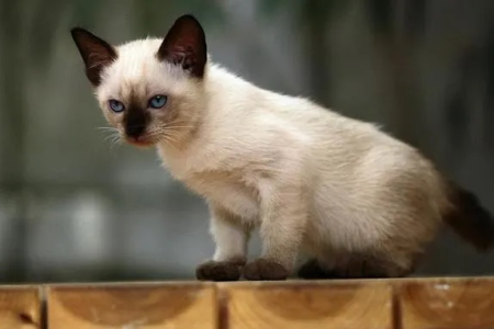 想买暹罗猫？这份选猫指南助你避开陷阱，挑选纯种暹罗猫