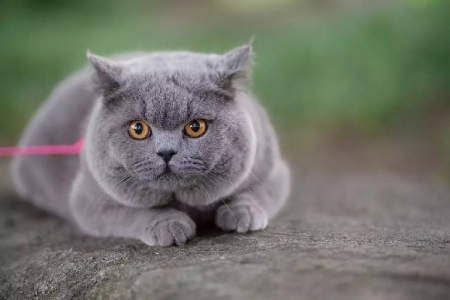 想养英短猫？先了解它的性格特点！