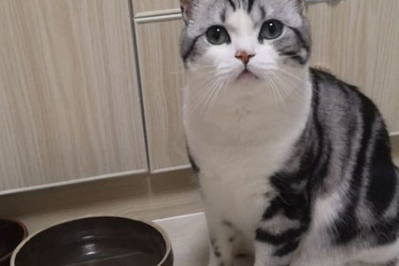 美短猫咪的性格好不好？脾气温和吗？