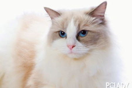 如何挑选一只健康的布偶猫？这份选购技巧，让你不再迷茫