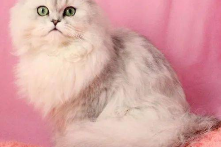 金吉拉猫的性格和健康缺点，你了解多少？