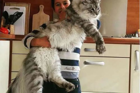 解读缅因猫性格：高冷外表下隐藏的温柔内心？