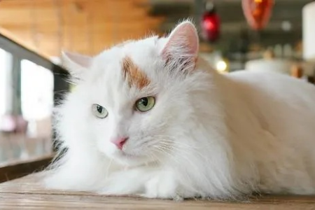 土耳其梵猫特征大揭秘：从外形到性格，一文看懂！