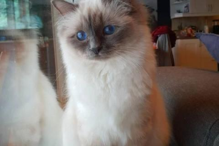 如何挑选纯种布偶猫？纯种布偶猫的独特外貌特征