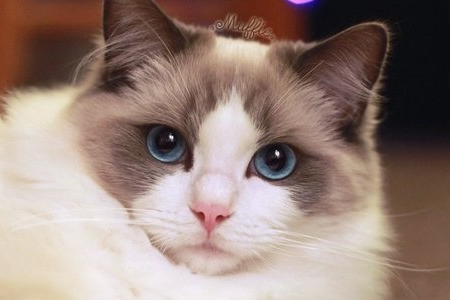 如何鉴别纯种布偶猫？一看便知的纯种布偶猫特征
