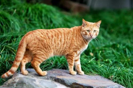 宠物猫和土猫哪个更好？价格、健康、性格，深度解析两者差异！