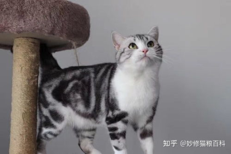 想养美短？教你如何挑选健康漂亮的猫咪