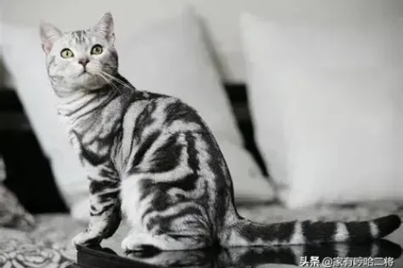 如何鉴别纯种美短猫？教你快速识别真假美短