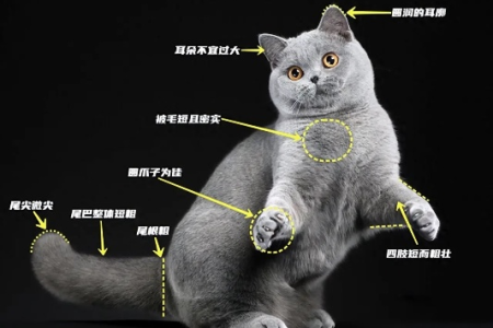 怎么鉴别英短猫真假？教你轻松识别纯种英短