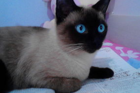 暹罗猫的性格到底如何？是温柔小猫还是调皮捣蛋鬼？
