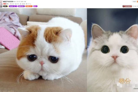 异国短毛猫性格大揭秘：独立还是粘人？
