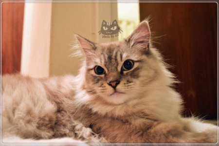脾气超好的褴褛猫性格分析，带你全面了解！