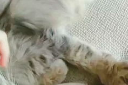 西伯利亚森林猫好不好养？优缺点深度分析！