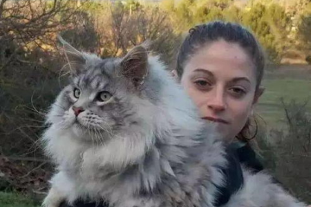 缅因猫VS西伯利亚森林猫：傻傻分不清？教你快速辨别！