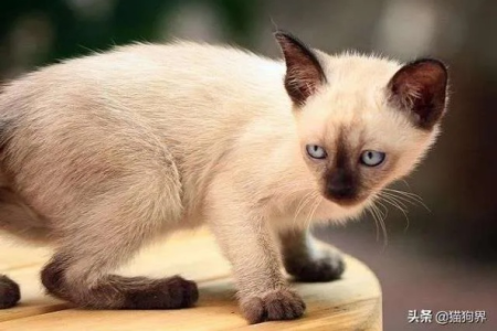 暹罗猫有哪些奇特的习性？带你了解它的独特魅力！