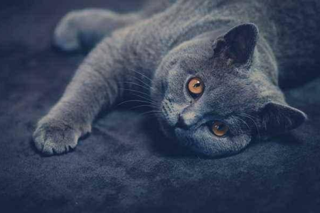 想养英国短毛猫？先了解它的习性和性格特点！