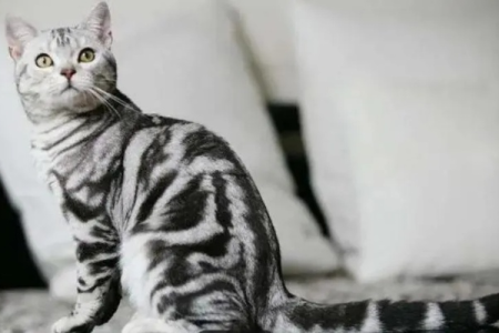 想买银虎斑猫？教你快速看懂猫咪品相