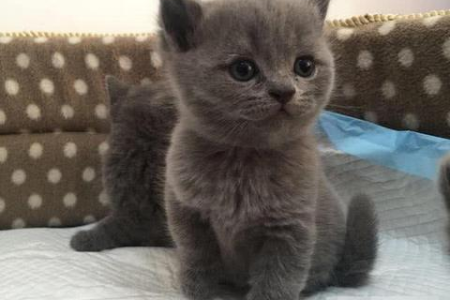 英短蓝猫的优点和缺点有哪些？新手必看！