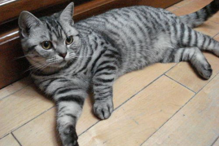 美国短毛猫性格到底如何？优缺点全面分析！