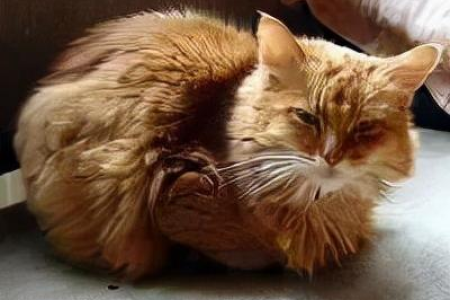 到底要不要养索马里猫？先看看它的性格脾气！