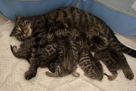 想知道狸花猫是公是母？这些方法帮你轻松识别