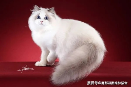 如何快速辨别布偶猫血统？新手小白也能学会的布偶猫鉴别法