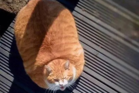 十橘九胖是真的吗？橘猫容易发胖的真相在这里！