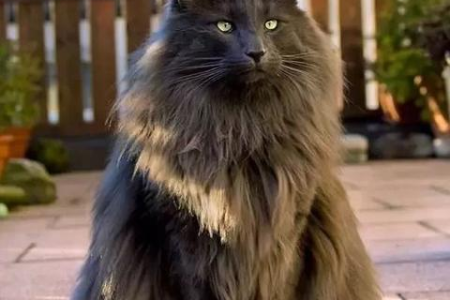 想知道是不是挪威森林猫？这些特征帮你轻松识别