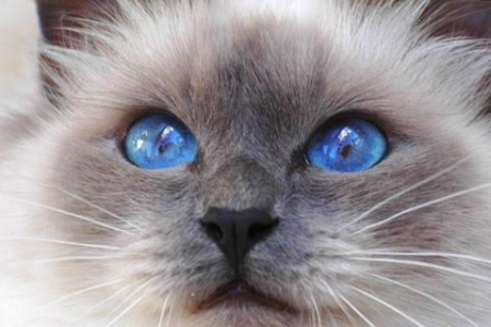想养伯曼猫？先了解它的性格特点！